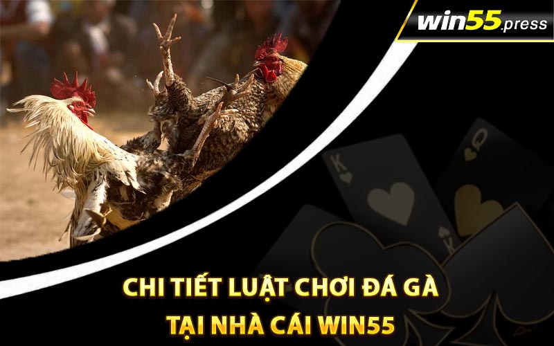 Chi tiết luật chơi đá gà tại nhà cái Win55