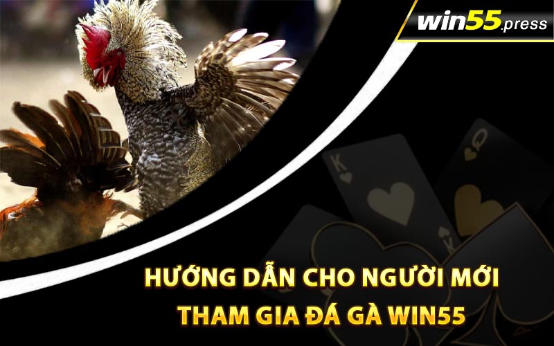 Hướng dẫn cho người mới tham gia đá gà Win55