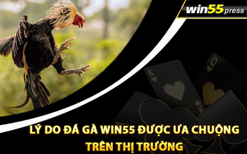 Lý do đá gà Win55 được ưa chuộng trên thị trường