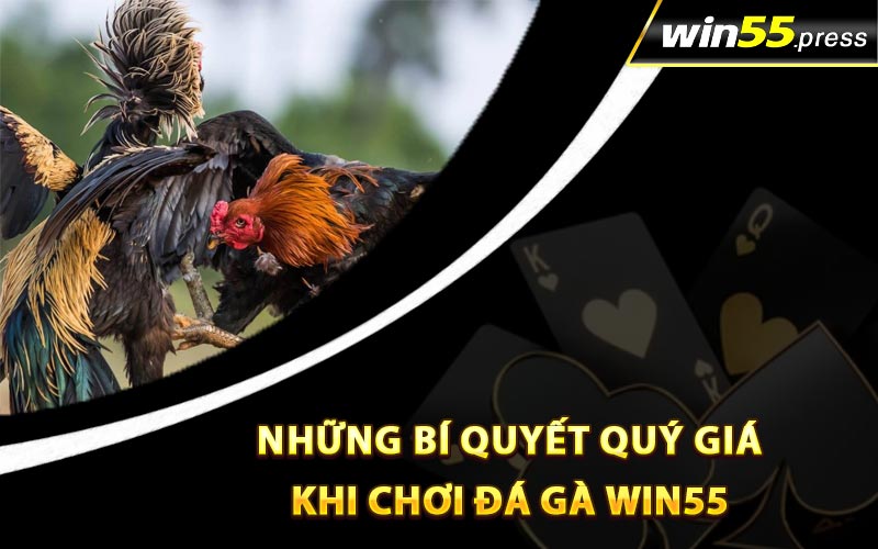 Những bí quyết quý giá khi chơi đá gà Win55