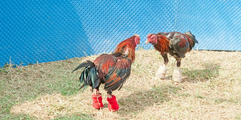 da ga cua sat thomo 3 Khám phá bí mật đằng sau những chú gà chiến cựa sắt thomo