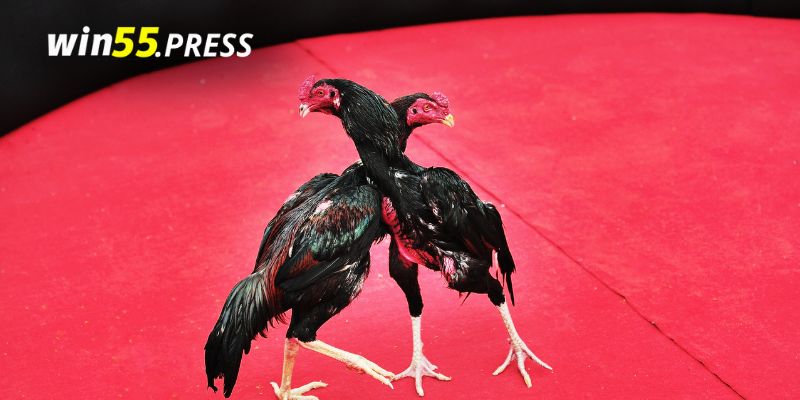 Có nhiều trận đấu khác nhau
