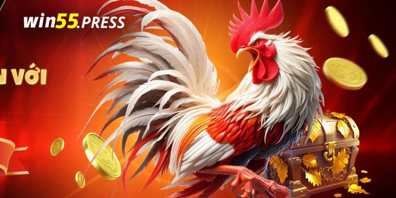 da ga win55 gioi thieu Giới thiệu về Win55 và sảnh chơi đá gà