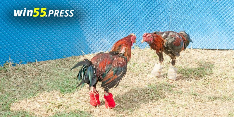 da ga quoc te cua dao (3) Đá gà cựa dao là gì?